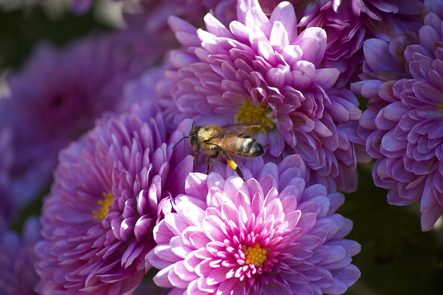 Honeybee Pollinating Purple Chrysanthemums in Sunlight