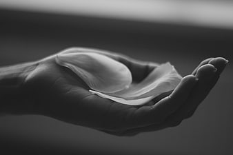 Black and white hand holding delicate flower petal