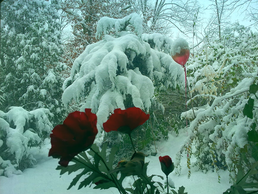 Red poppies in snow with winter garden background