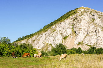 Cows grazing in a green meadow with a rocky mountain backdrop
