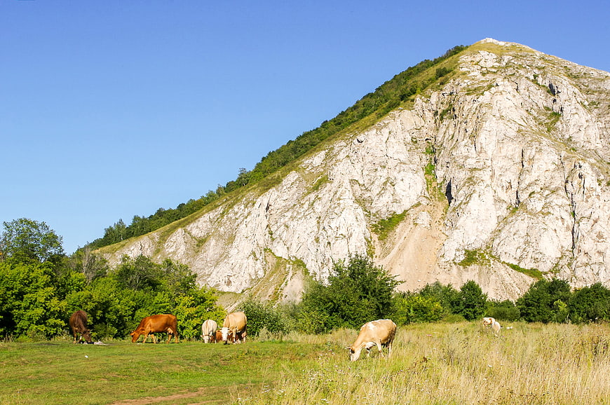 Cows grazing in a green meadow with a rocky mountain backdrop