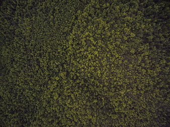 Aerial top-down view of dense green forest canopy