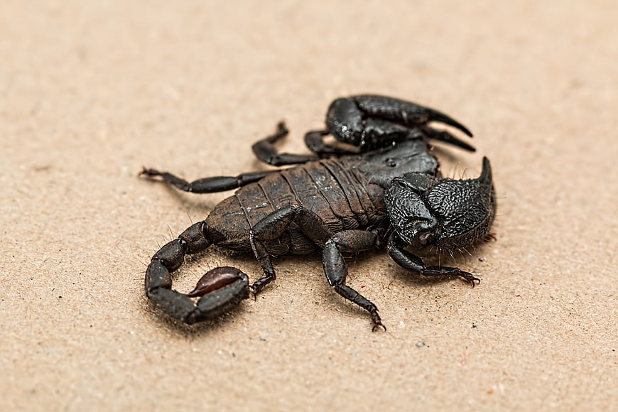 Close-up of a black scorpion on a textured beige surface