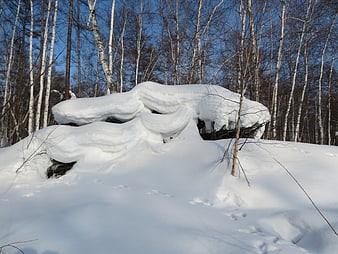 Snow-covered fallen birch tree in winter forest