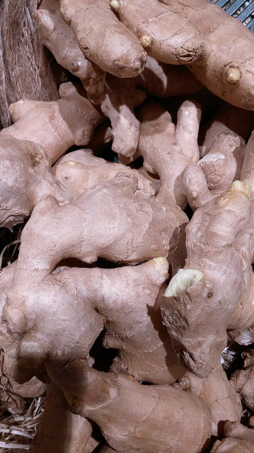 Close-up of fresh raw ginger roots in a market basket
