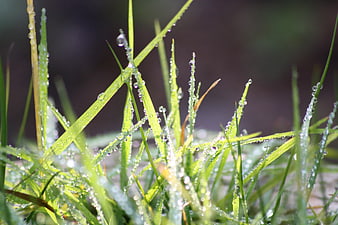 Close-up of green grass blades with morning dew drops