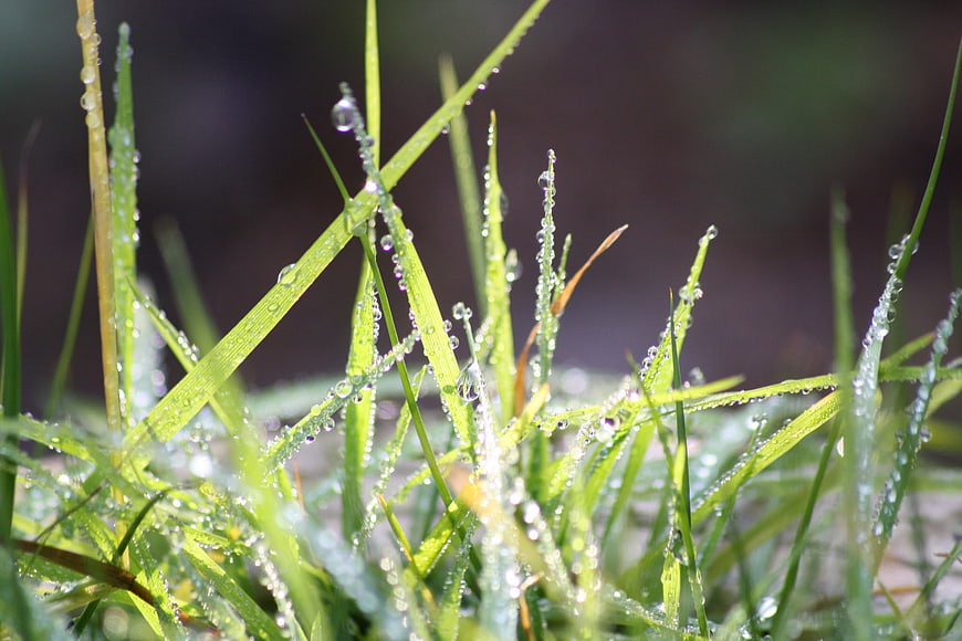 Close-up of green grass blades with morning dew drops