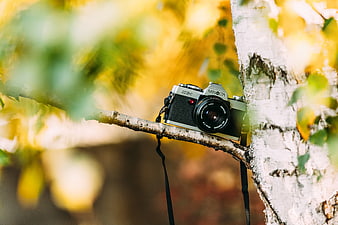 Vintage Minolta Camera Resting on Birch Tree Branch