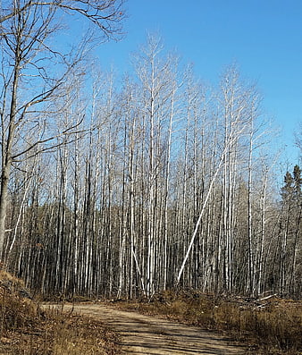 Dirt path through birch forest in late autumn