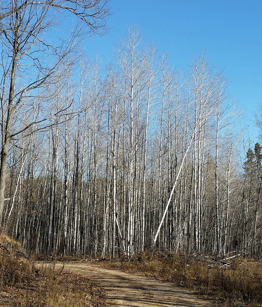 Dirt path through birch forest in late autumn
