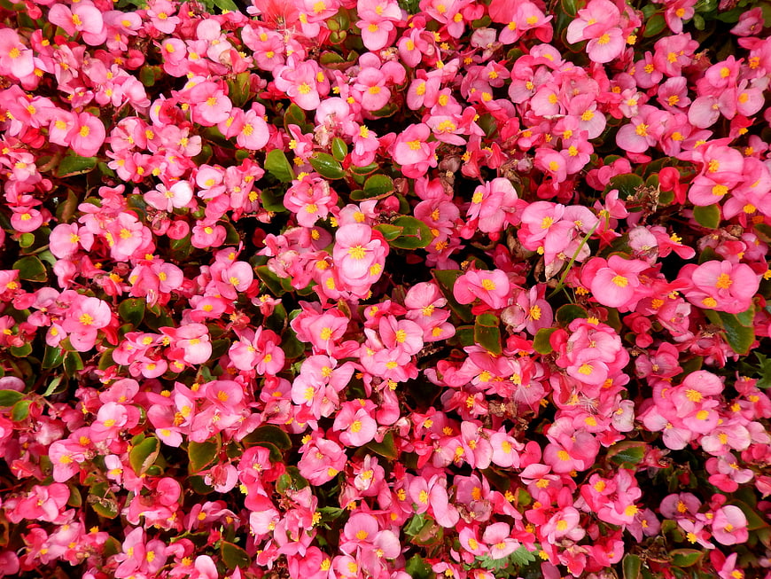 Vibrant Pink Begonia Flower Carpet Pattern
