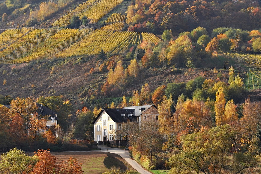 Autumn vineyards and houses on a hillside in the Moselle valley