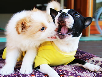Playful Puppy Nipping French Bulldog Wearing Yellow Shirt