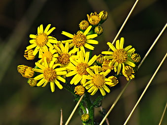 Close-up of yellow ragwort flowers in natural sunlight