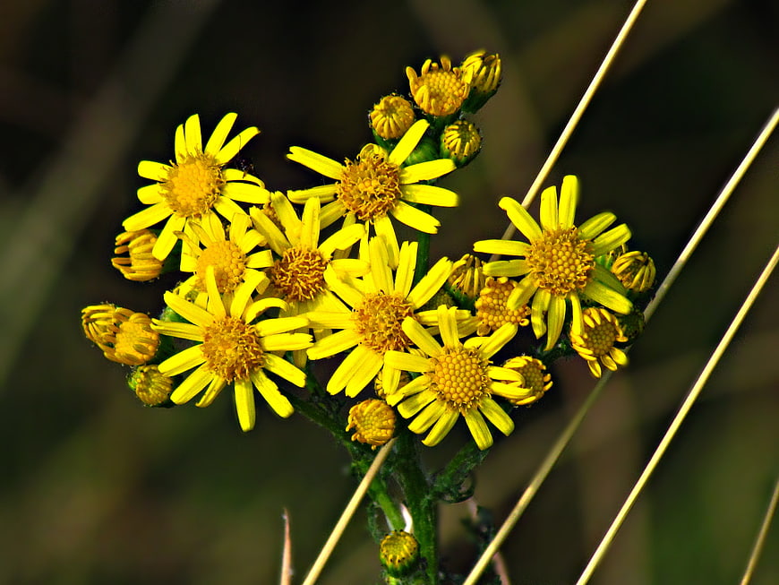Close-up of yellow ragwort flowers in natural sunlight