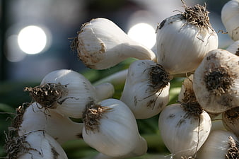 Fresh Harvested Garlic Bulbs with Roots Close Up