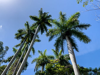Low angle view of tall palm trees against blue sky