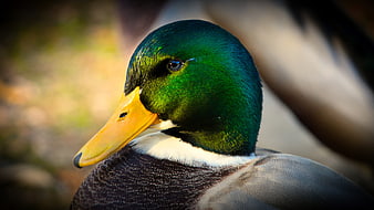 Close-up portrait of a male mallard duck with iridescent green head