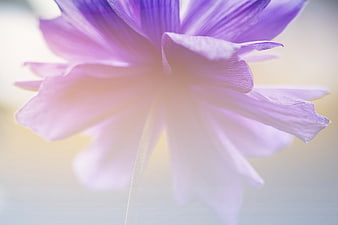 Soft Focus Purple Flower Close Up with Dreamy Background
