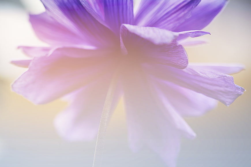 Soft Focus Purple Flower Close Up with Dreamy Background