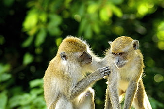 Two Vervet Monkeys Grooming Each Other in Forest