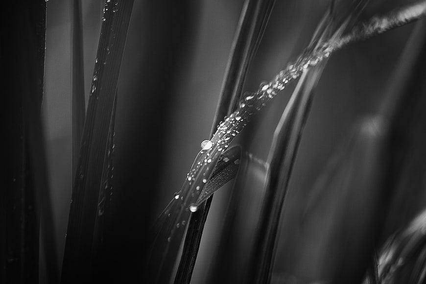 Black and white macro of water droplets on grass blades