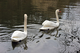 Two white swans swimming in a calm lake