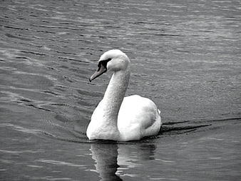 Black and white swan swimming in rippling water
