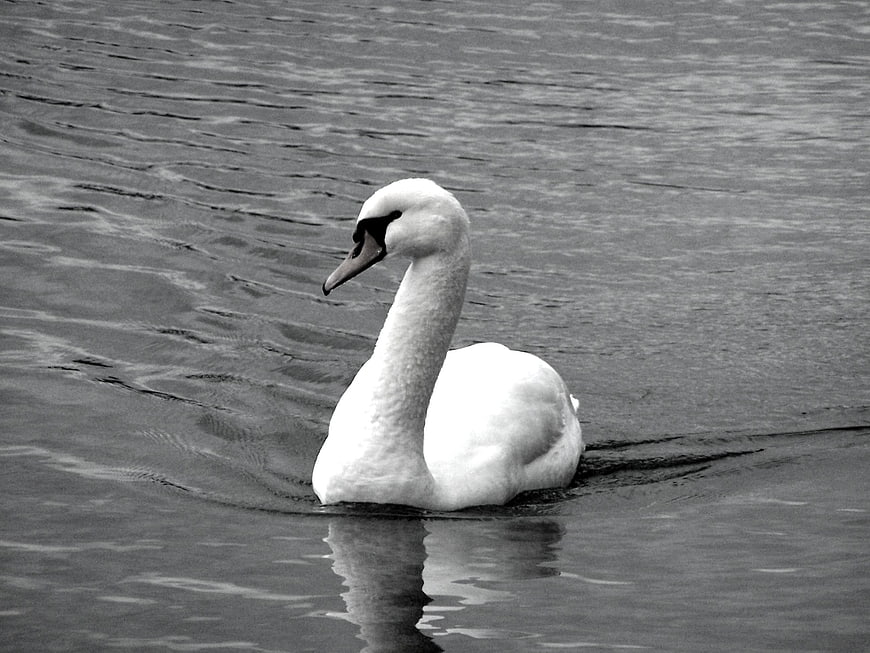 Black and white swan swimming in rippling water