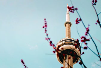 CN Tower with Spring Blossoms Against Blue Sky