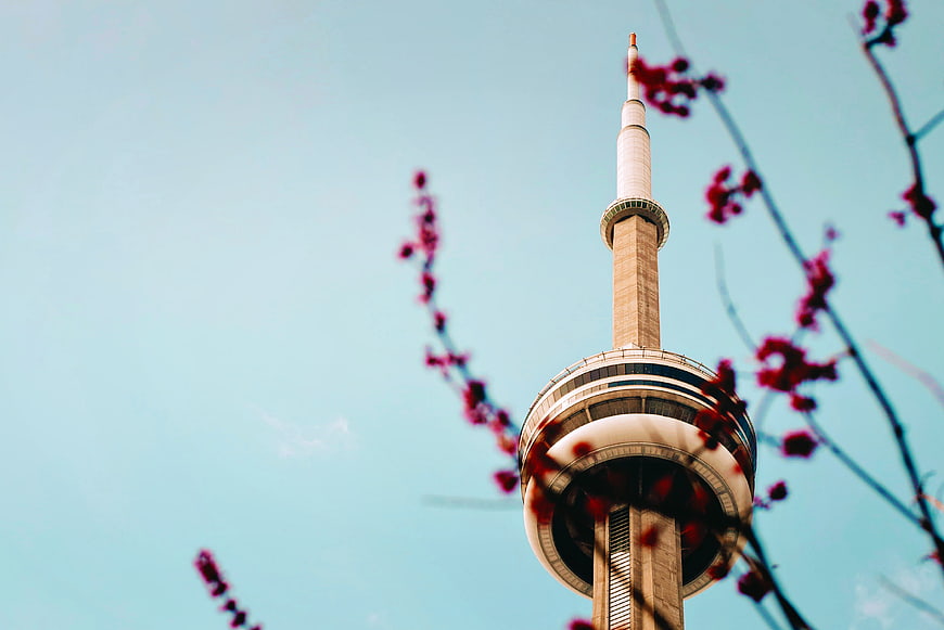 CN Tower with Spring Blossoms Against Blue Sky