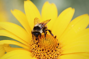 Close-up of a bumblebee on a yellow flower