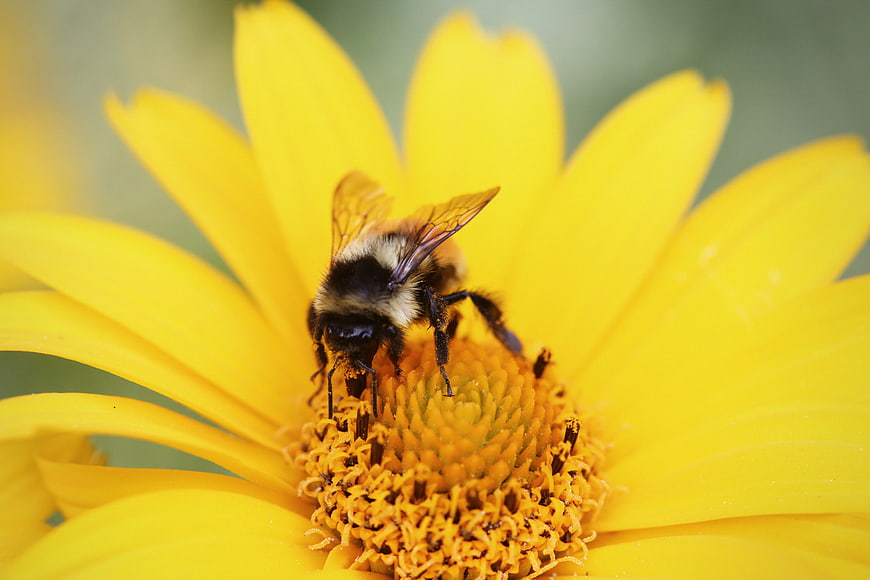 Close-up of a bumblebee on a yellow flower