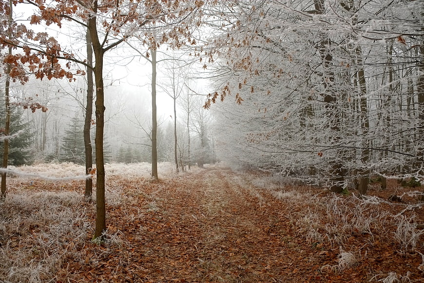 Frosty forest path with hoarfrost covered trees and fallen leaves