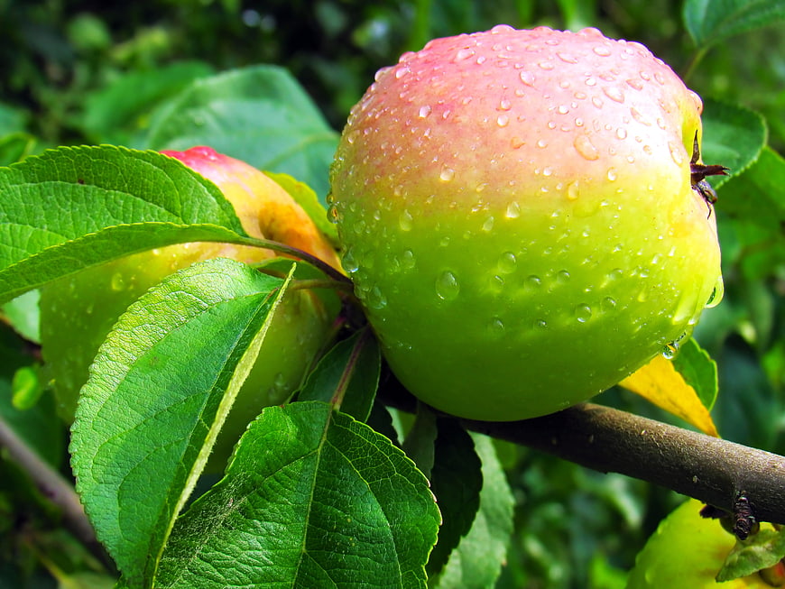 Fresh Green Apple with Water Droplets on Tree Branch