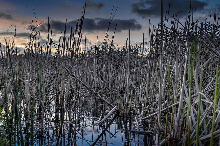 Dramatic Sunset Over Marshland Reeds and Still Water