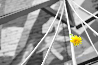 Yellow dandelion on white rope against black and white background