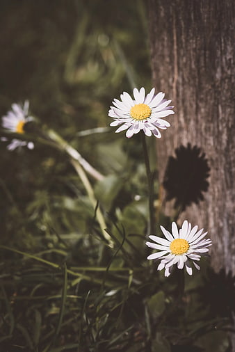 White Daisies Growing Near Tree Trunk in Sunlight