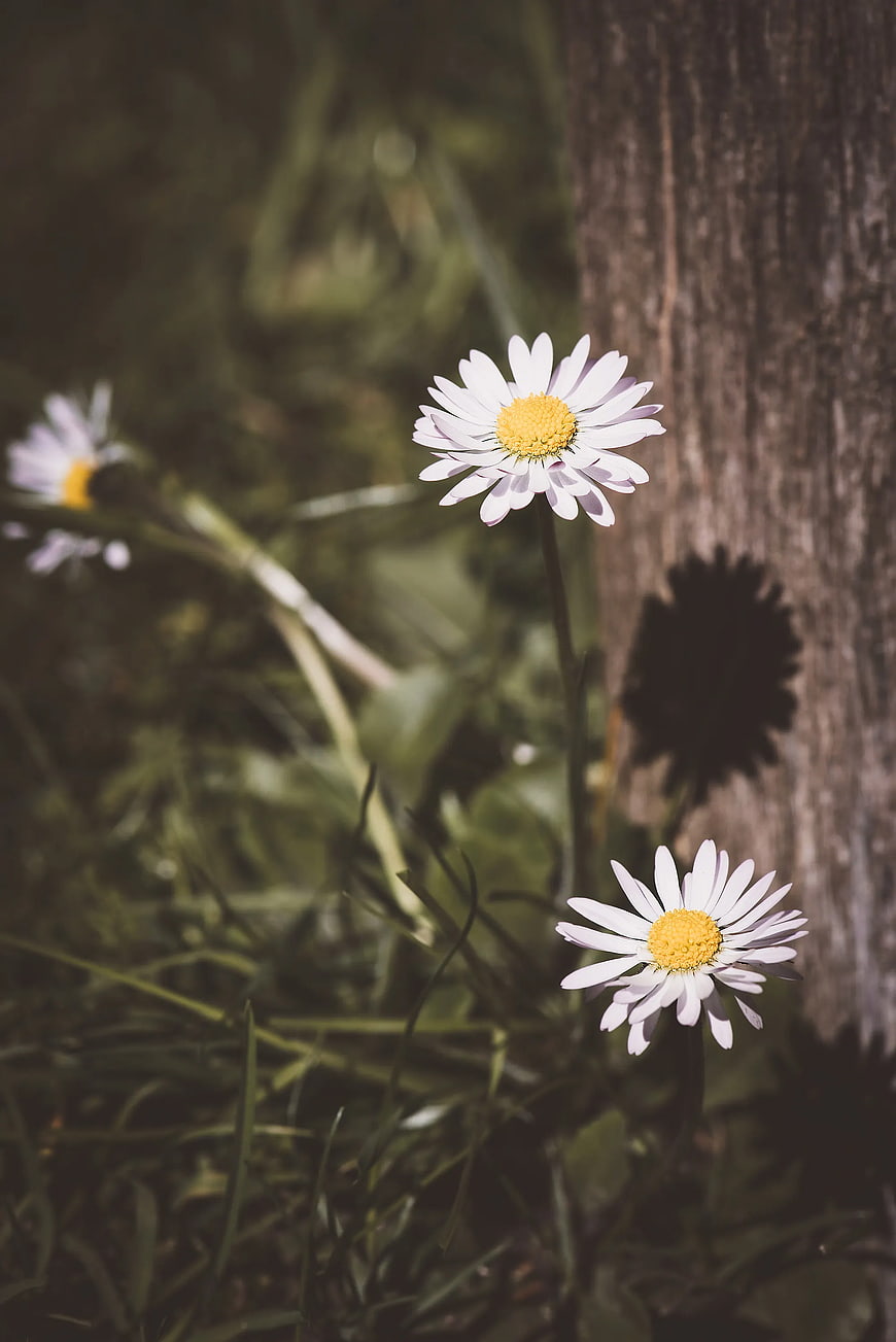 White Daisies Growing Near Tree Trunk in Sunlight