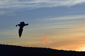 Seagull Silhouette Flying Against Golden Sunset Sky