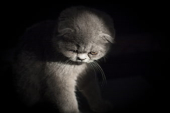 Sad gray kitten with folded ears in dramatic lighting