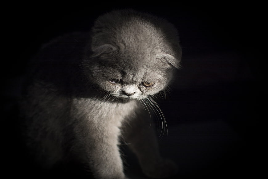 Sad gray kitten with folded ears in dramatic lighting