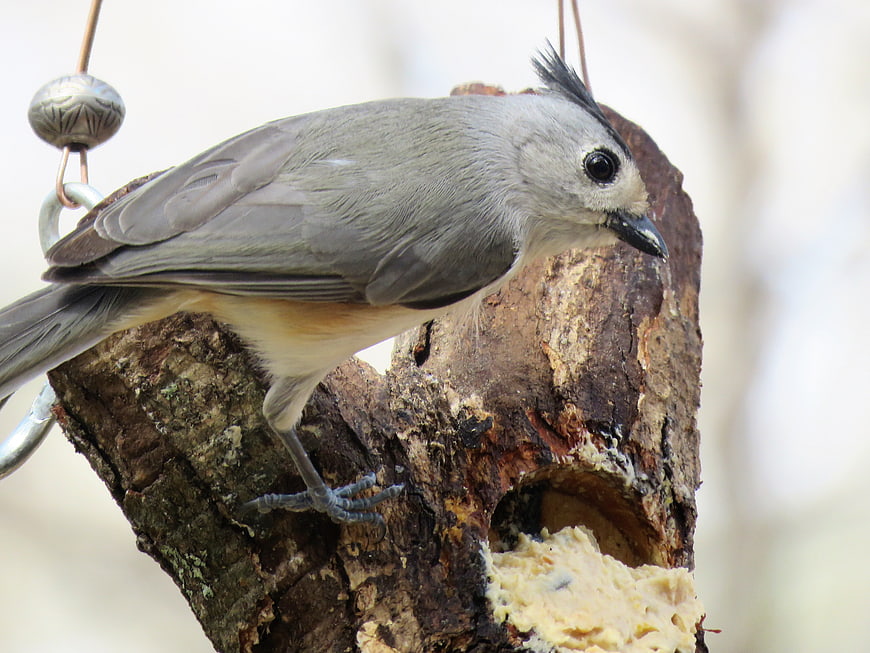 Tufted Titmouse perched on wooden bird feeder