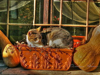 Tabby kitten resting in terracotta planter with pumpkins