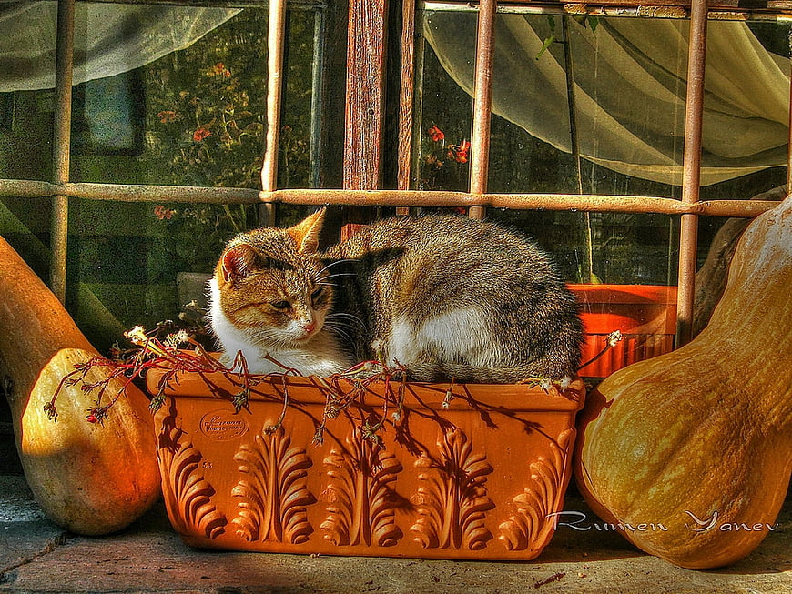 Tabby kitten resting in terracotta planter with pumpkins