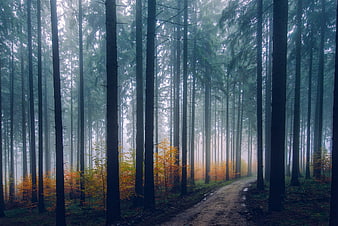 Misty Autumn Forest Path with Tall Pine Trees