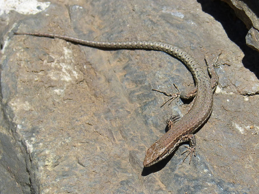 Brown lizard resting on a textured rock surface in sunlight