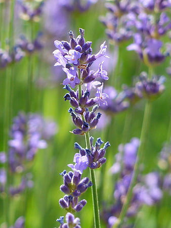 Close-up of purple lavender flower in a sunny field