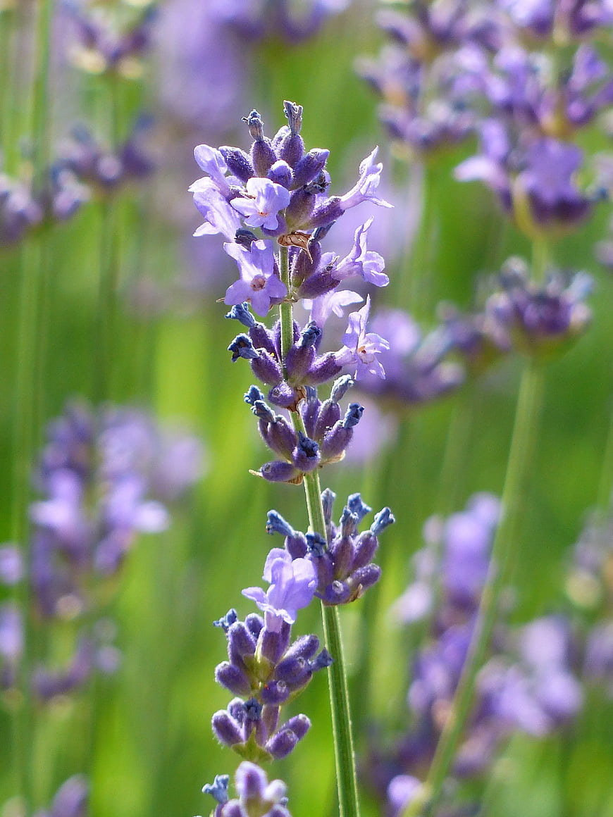 Close-up of purple lavender flower in a sunny field