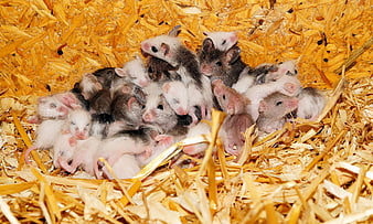 Cute baby mice huddled together in a nest of wood shavings